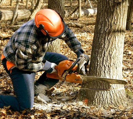 Tree Removal in Clinton, AR